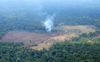 Deforestación en la Amazonía colombiana