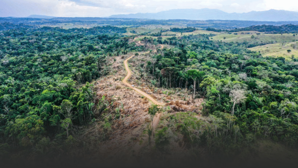 Deforestación del Amazonas