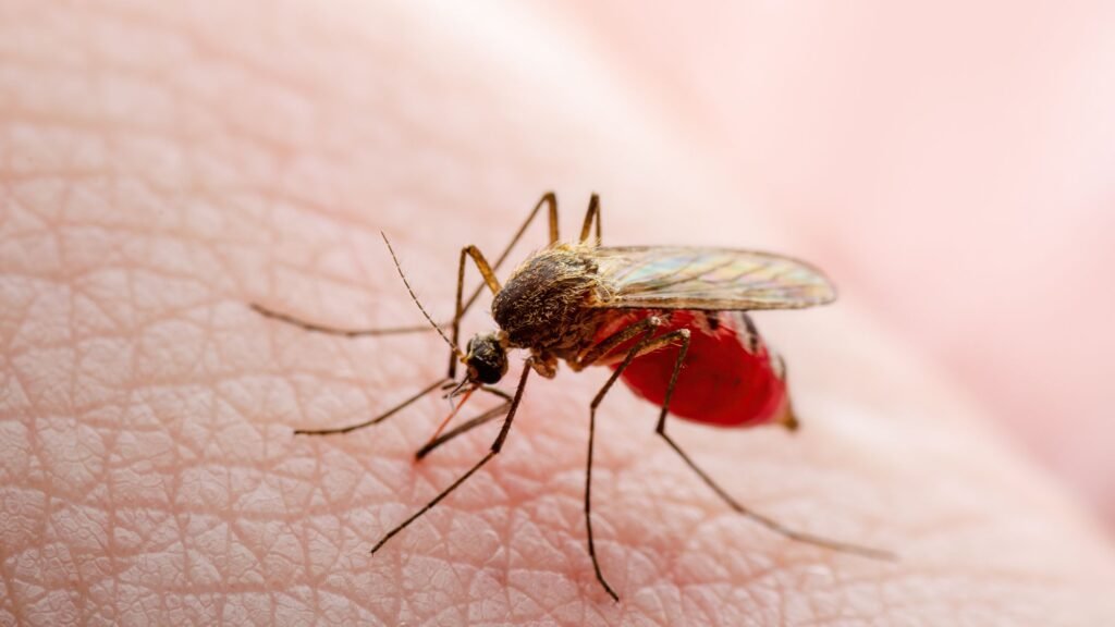 Mosquito Aedes aegypti transmisor de fiebre amarilla