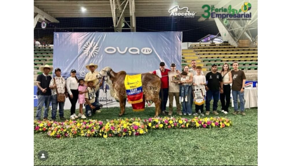 Ejemplar bovino campeón junto a criadores durante una competencia ganadera en una feria nacional del sector agropecuario en Colombia.