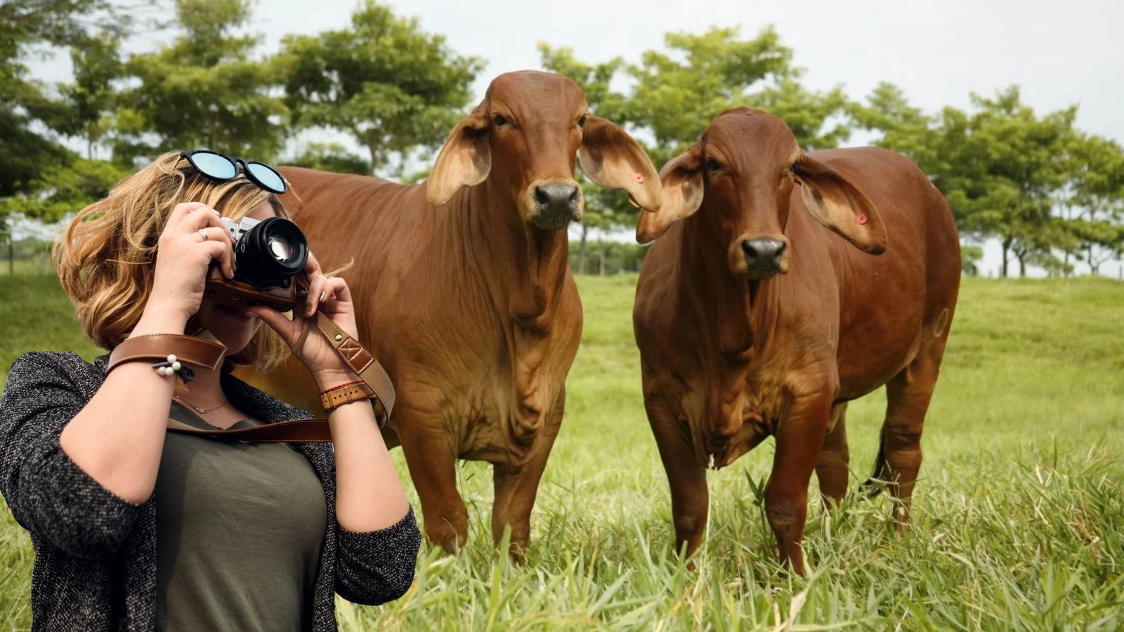 ganado del Festival Nacional del Cebú que se realizará en Córdoba